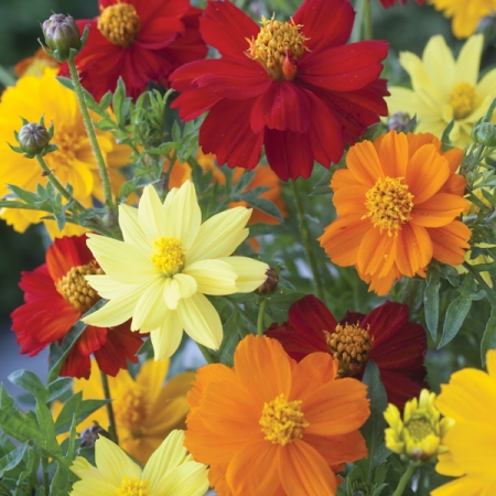 COSMOS BRIGHTNESS MIXED