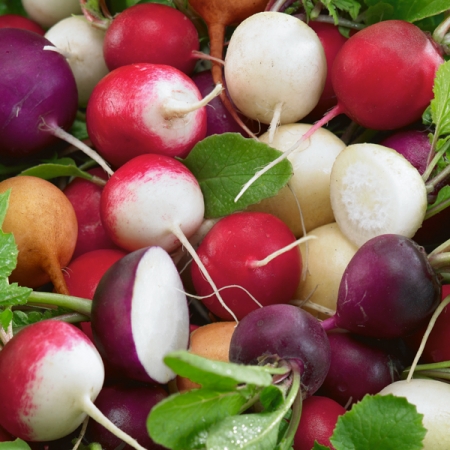 RADISH MILANO MIXED