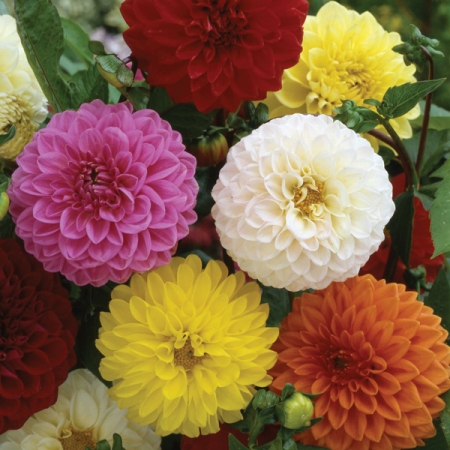 dahlia mixed pompon flowers