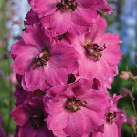 delphinium seeds pink punch new featured flowers delphinium seeds pink punch new featured flowers