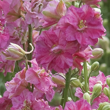LARKSPUR FANCY STRIPED ROSE