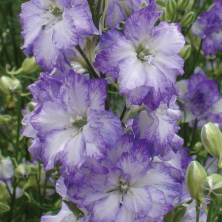 DELPHINIUM SYDNEY BLUE PICOTEE