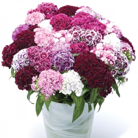 DIANTHUS COTTAGE PERFUME