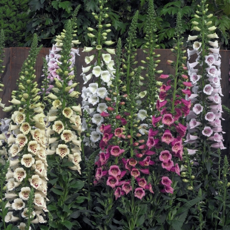 DIGITALIS CAMELOT F1 MIXED