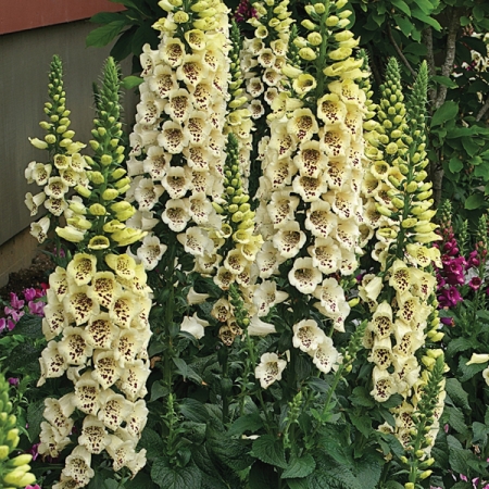 DIGITALIS CAMELOT CREAM F1
