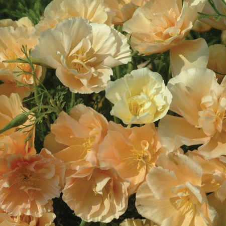 ESCHSCHOLZIA CAMEO DREAM