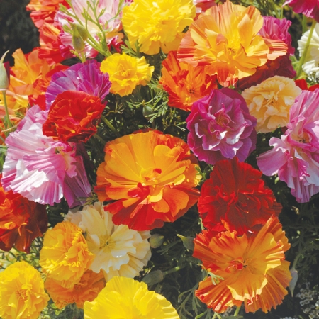 ESCHSCHOLZIA JELLY BEANS