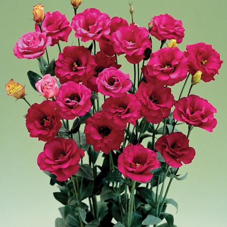 EUSTOMA ARENA RED F1 Perennial & Biennial Flower Seeds