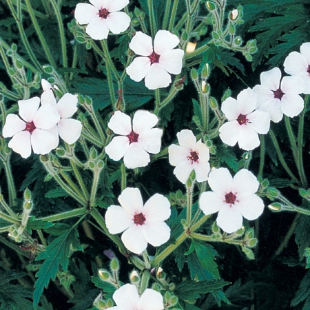 GERANIUM MADERENSE GUERNSEY WHITE