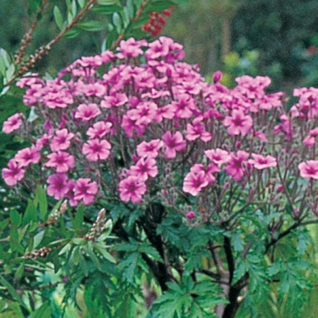 GERANIUM MADERENSE GUERNSEY PINK