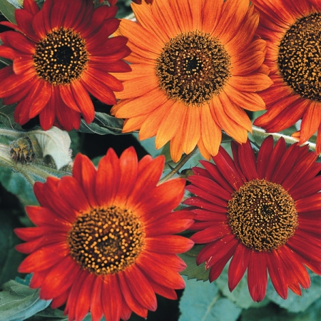HELIANTHUS EARTHWALKER