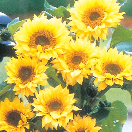 HELIANTHUS PEACH PASSION