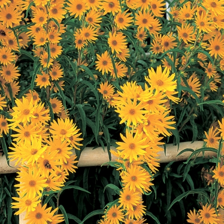 HELIANTHUS MAXIMILIANI