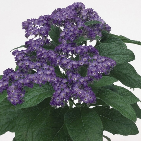 HELIOTROPIUM MARINE