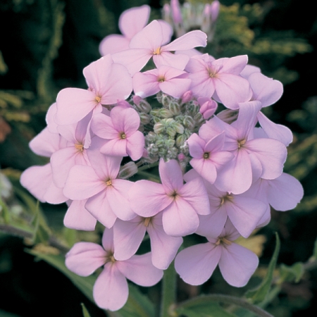 HESPERIS MATRONALIS