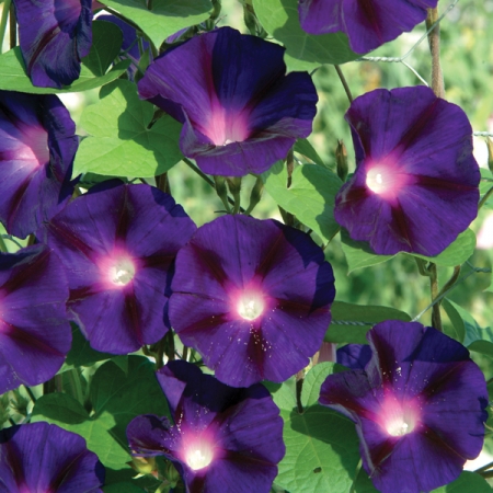 IPOMOEA GRANDPA OTT