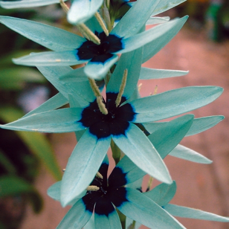 IXIA VIRIDIFLORA JADE GREEN