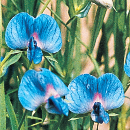 LATHYRUS SATIVUS AZUREUS