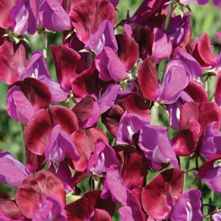 LATHYRUS MATUCANA