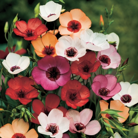 LINUM CHARMER MIXED