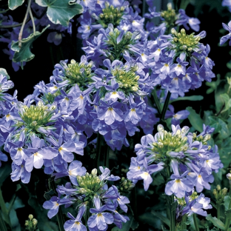 LOBELIA VALIDA