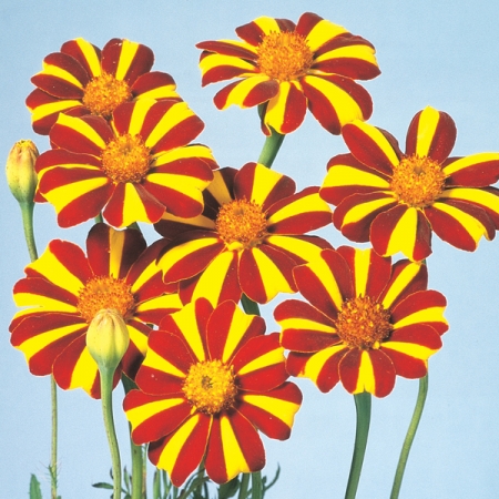 MARIGOLD HARLEQUIN