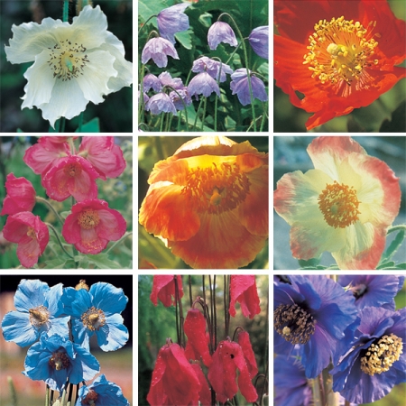 MECONOPSIS SPECIES MIXED