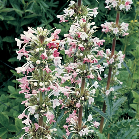 MORINA LONGIFOLIA