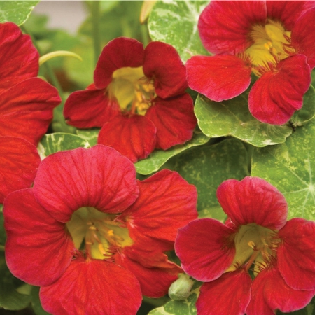 NASTURTIUM ALASKA CHERRY ROSE