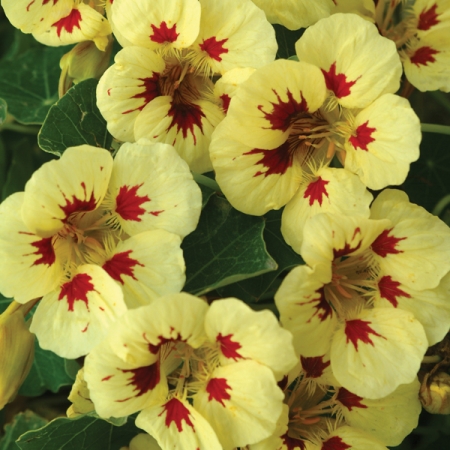 NASTURTIUM LADYBIRD CREAM