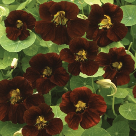 NASTURTIUM BLACK VELVET