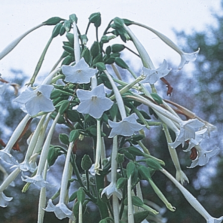 NICOTIANA SYLVESTRIS
