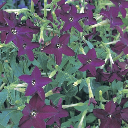NICOTIANA PERFUME PURPLE