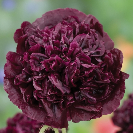 PAPAVER PAEONIFLORUM BLACK BEAUTY