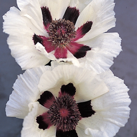 PAPAVER ORIENTALE CHOIR BOY