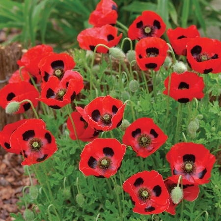 PAPAVER COMMUTATUM LADYBIRD