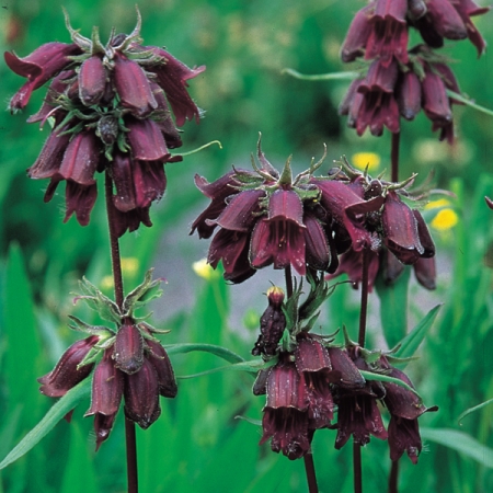 PENSTEMON WHIPPLEANUS CHOCOLATE DROP