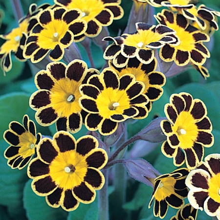 PRIMULA GOLD LACE BLACK