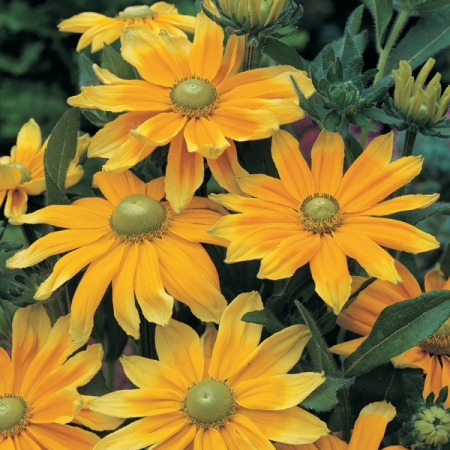RUDBECKIA PRAIRIE SUN