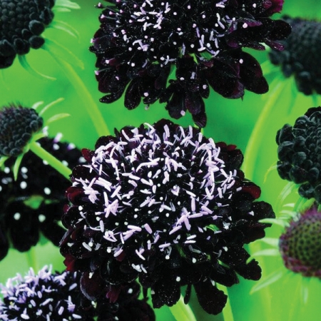 scabiosa black pompom for sale scabiosa black pompom for sale