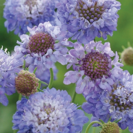 SCABIOSA OXFORD BLUE Annual Flowers Pincushion Flower 