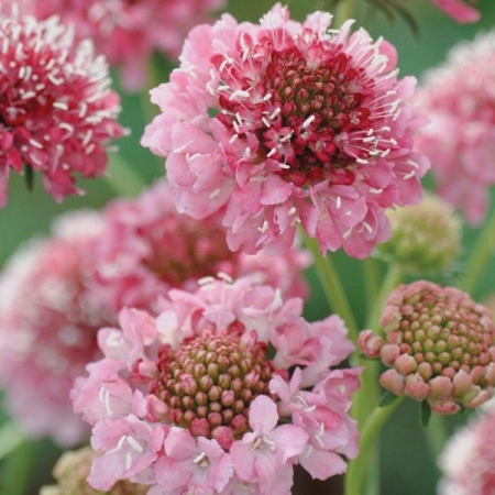 SCABIOSA SALMON QUEEN
