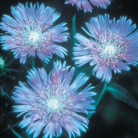 STOKESIA LAEVIS BLUE STAR