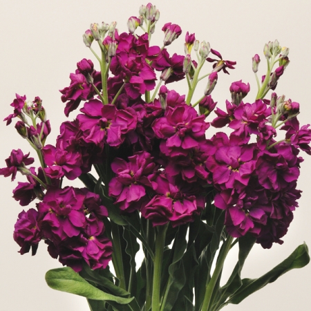 STOCKS SEEDS | PURPLE PUNCH | Scented Flower Seeds