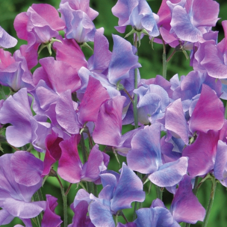 SWEET PEA DUCHY OF CAMBRIDGE