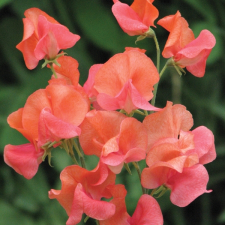 SWEET PEA PRINCE OF ORANGE