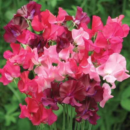 SWEET PEA BERRY KISS