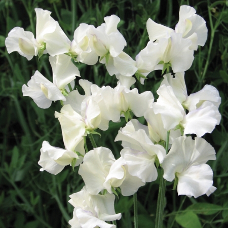 SWEET PEA OLD TIMES