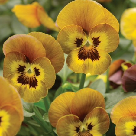 VIOLA HONEY BEE F1