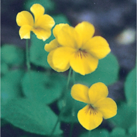 VIOLA ODORATA SULPHUREA